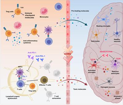 Repositioning of Immunomodulators: A Ray of Hope for Alzheimer’s Disease?